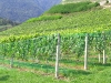 Weinreise Südtirol September 2005