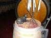 Weinreise Carnuntum Mai 2008