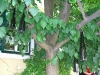 Weinreise Carnuntum Mai 2008