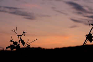 Wein in der Dämmerung