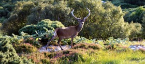 Hirsch vor der Restaurant-Terrasse