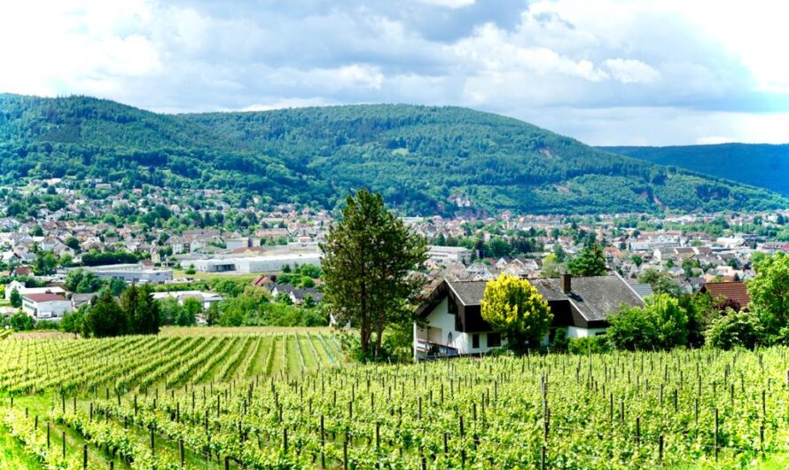 Weinbaugebiet Franken – mehr als nur Silvaner im Bocksbeutel